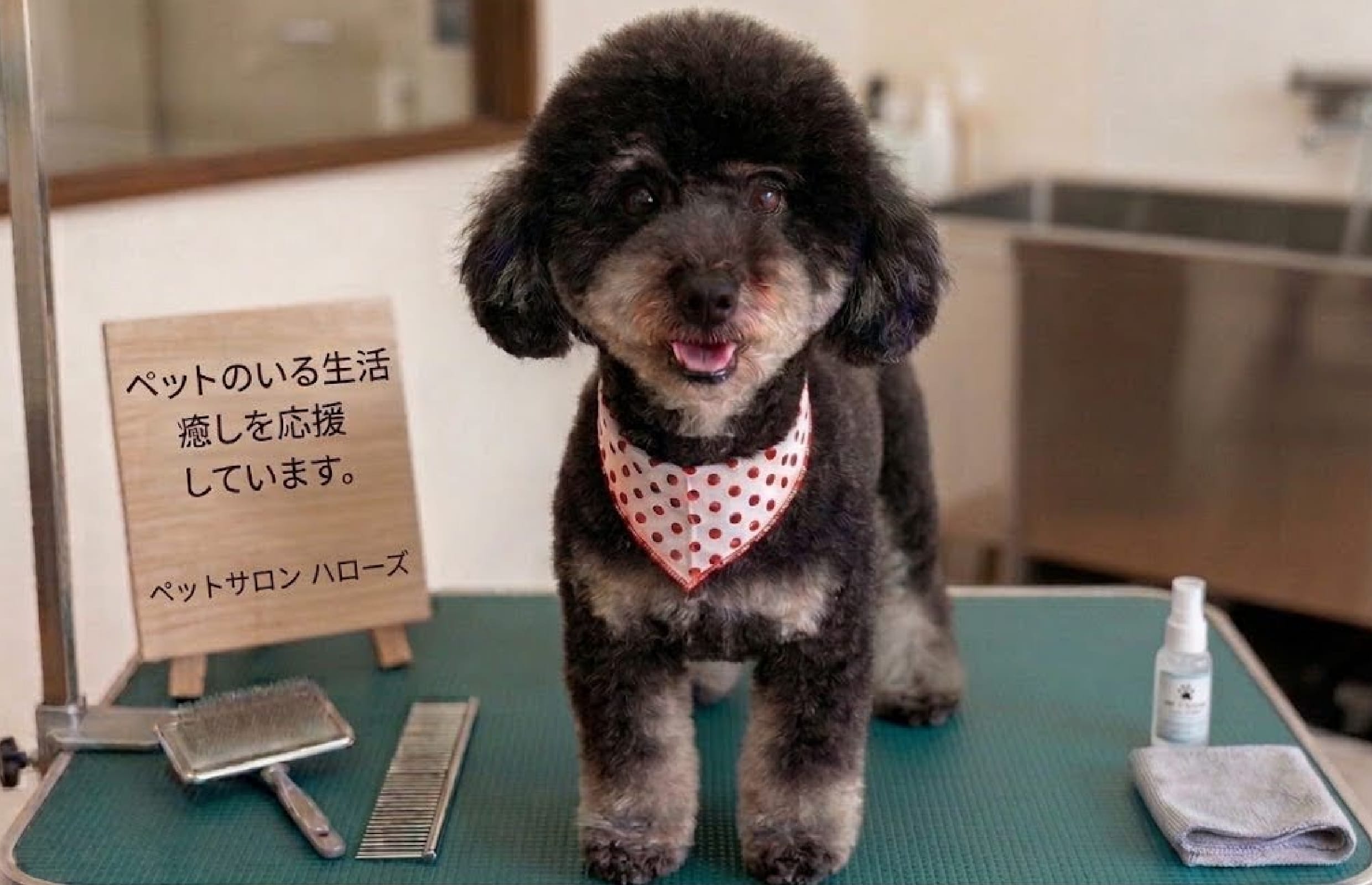 サロン