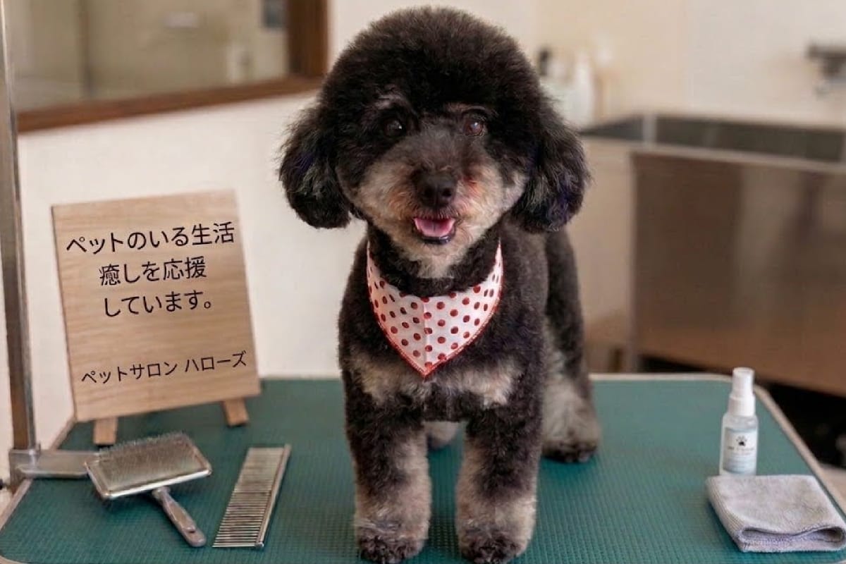 サロン